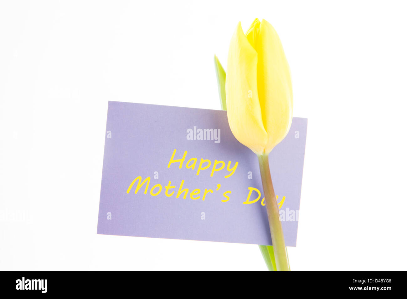 Beautiful yellow tulip with a mauve happy mothers day card on a white background Stock Photo