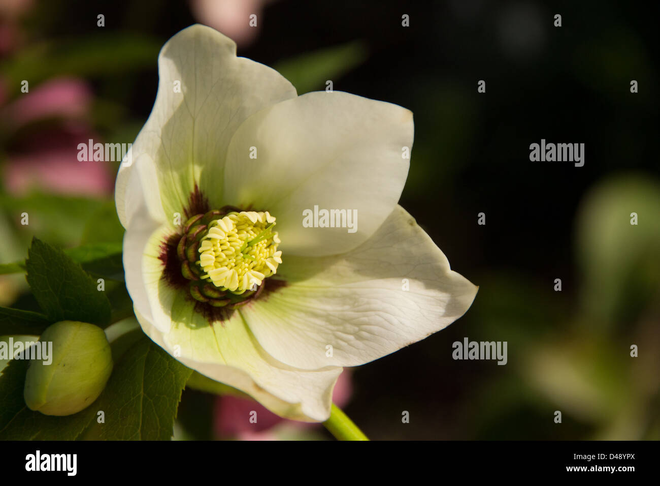 White ad green sinlge Hellebore flower Stock Photo