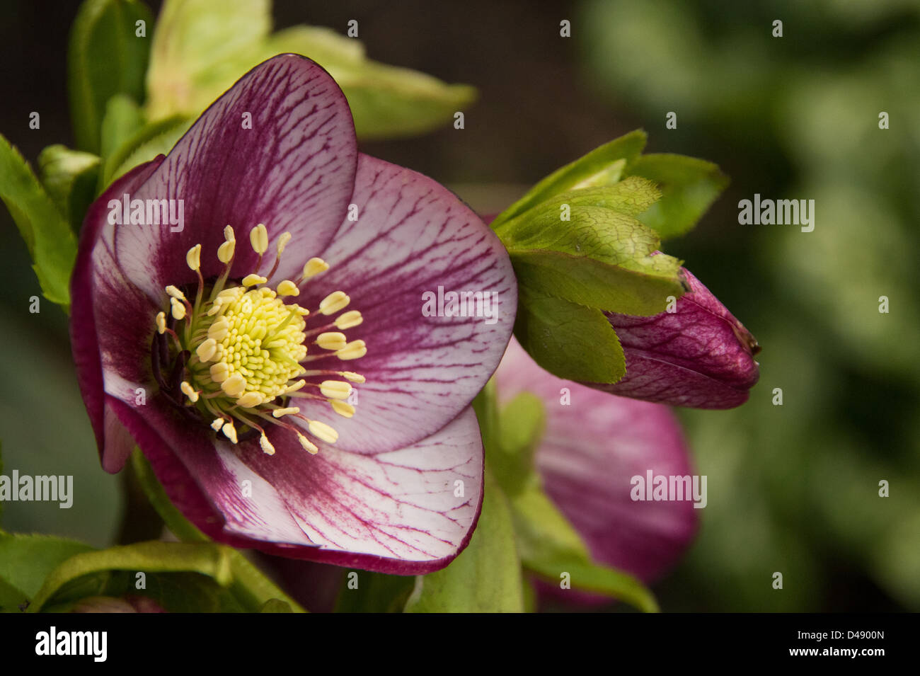 Pink and White Hellebore Stock Photo