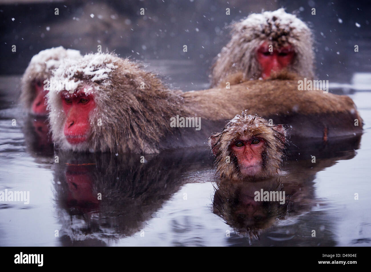 Japanese snow monkeys hot tub hi-res stock photography and images - Alamy
