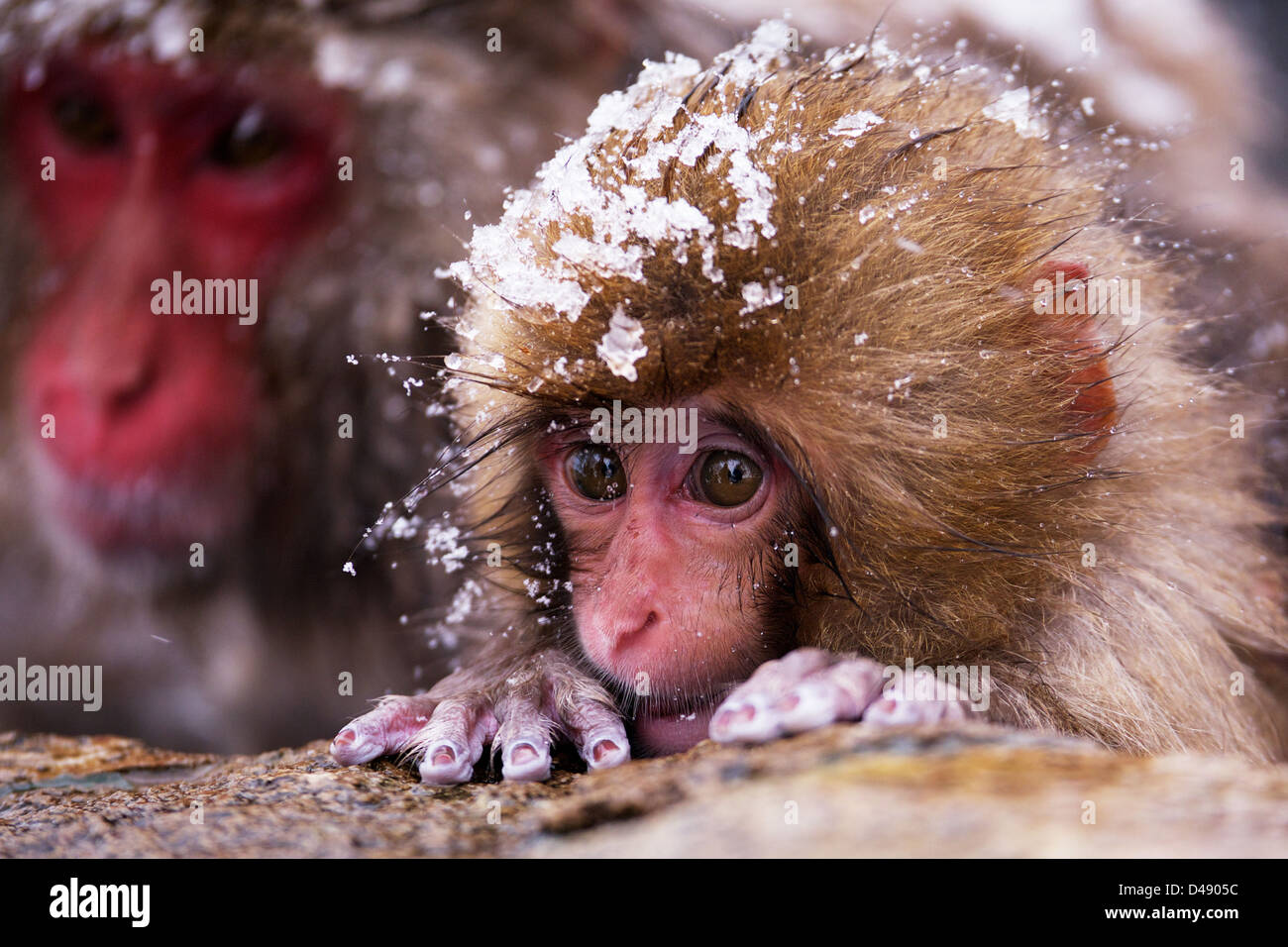 Baby Snow Monkey Stock Photo Alamy
