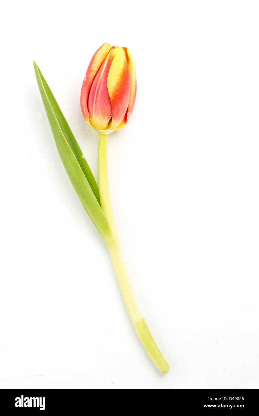 Close up of a blooming tulip on a white background Stock Photo