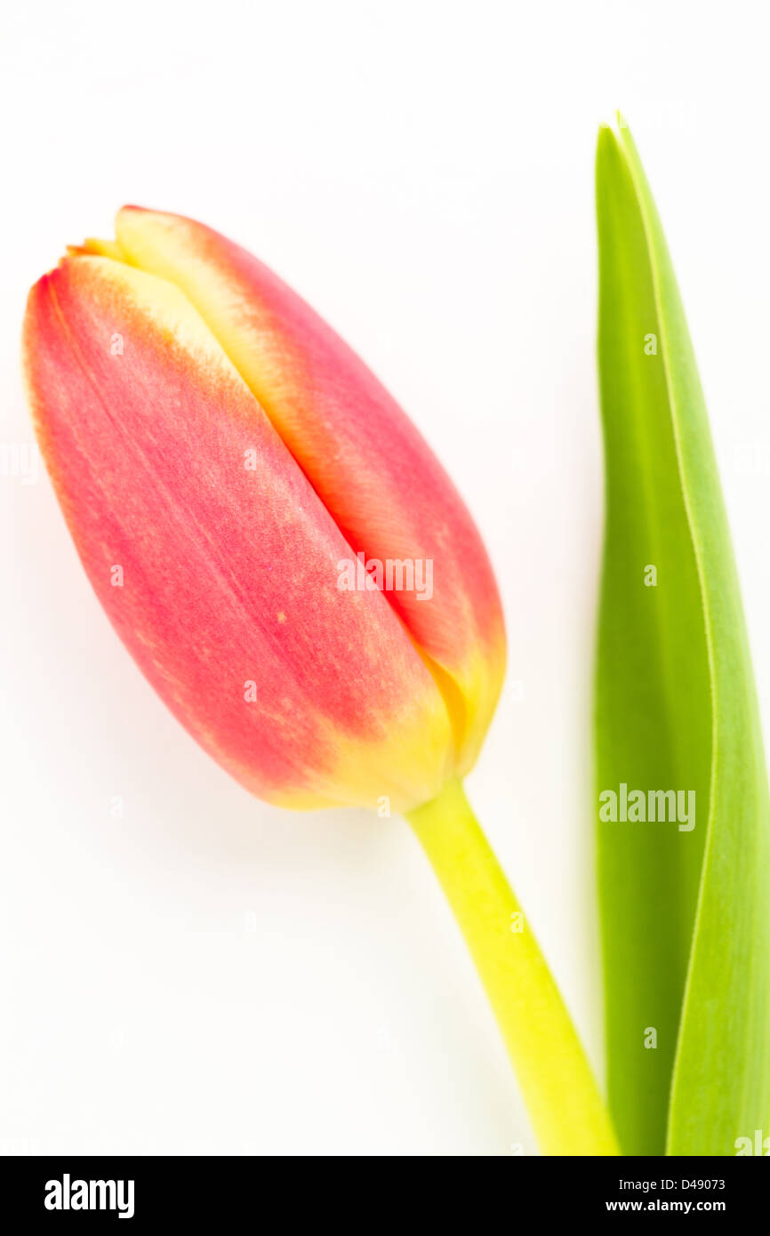 Close up of a beautiful tulip on a white background Stock Photo - Alamy
