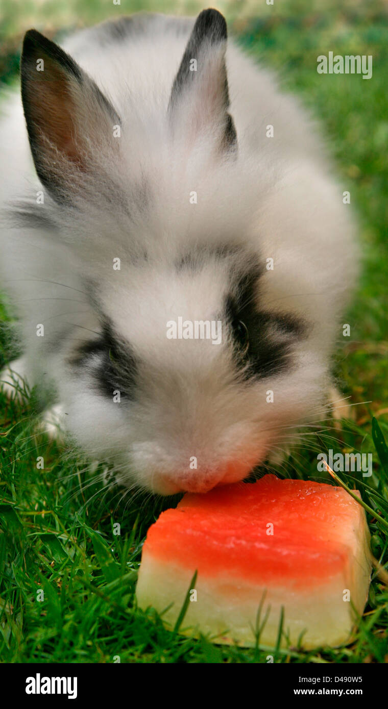 Can Bunnies Eat Watermelon
