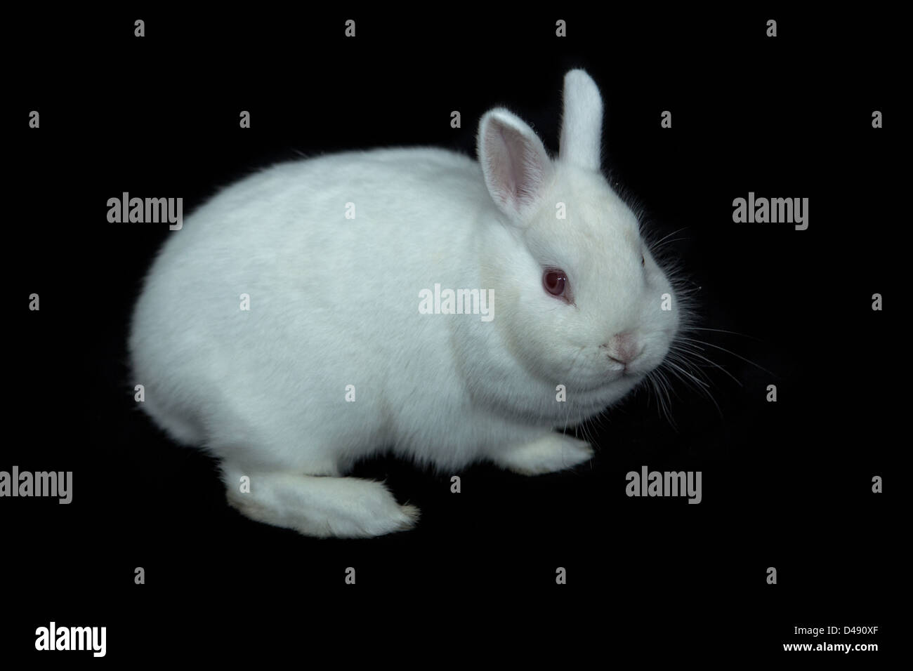 Vienna white rabbit Stock Photo