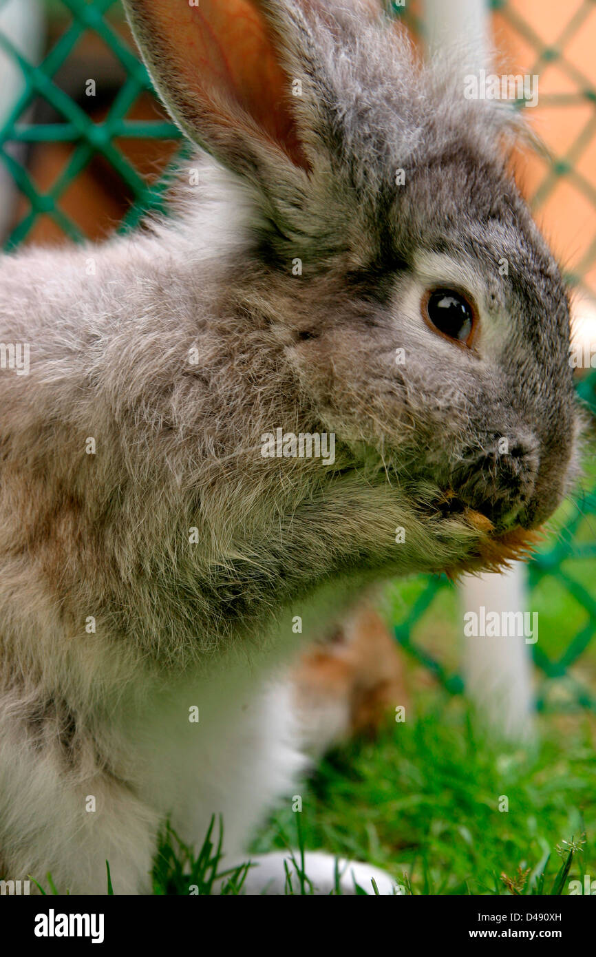 Rabbit looks attentively whilst eating a carrot Stock Photo - Alamy