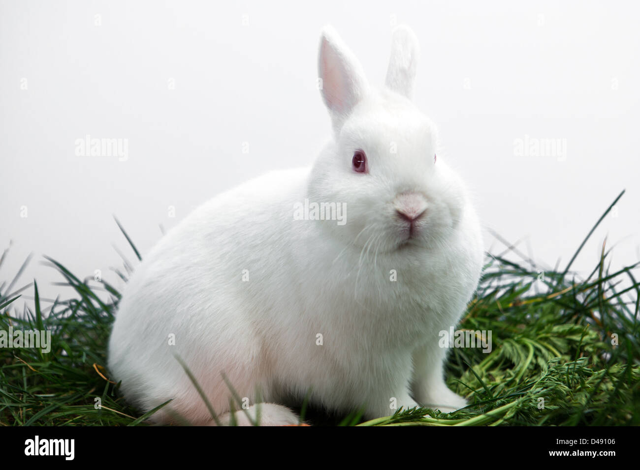 Cute white bunny with red eyes sitting on the grass Stock Photo - Alamy,  Bunny Eyes