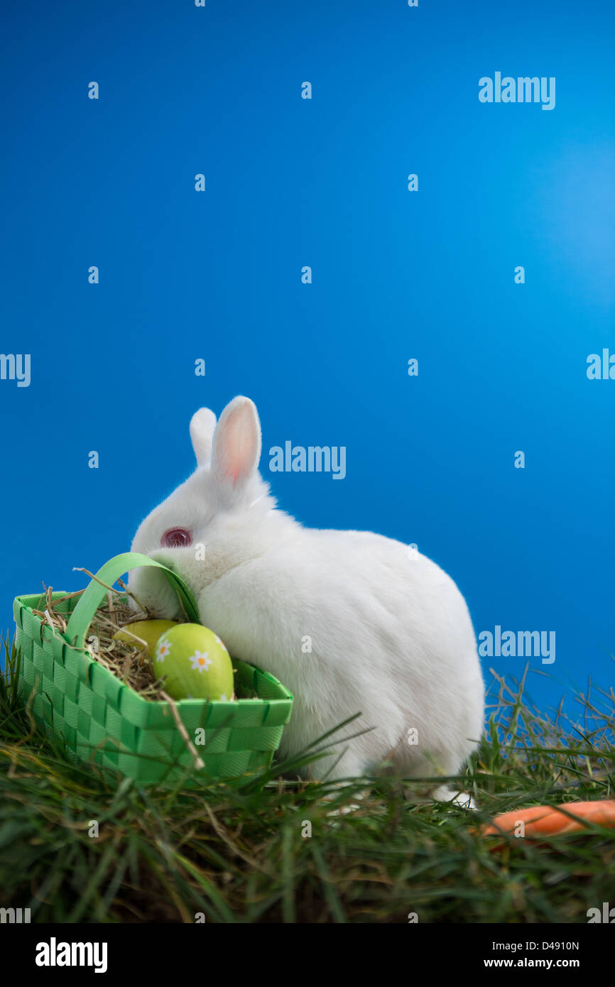 Fluffy bunny rabbit sitting on grass with basket of easter eggs Stock ...
