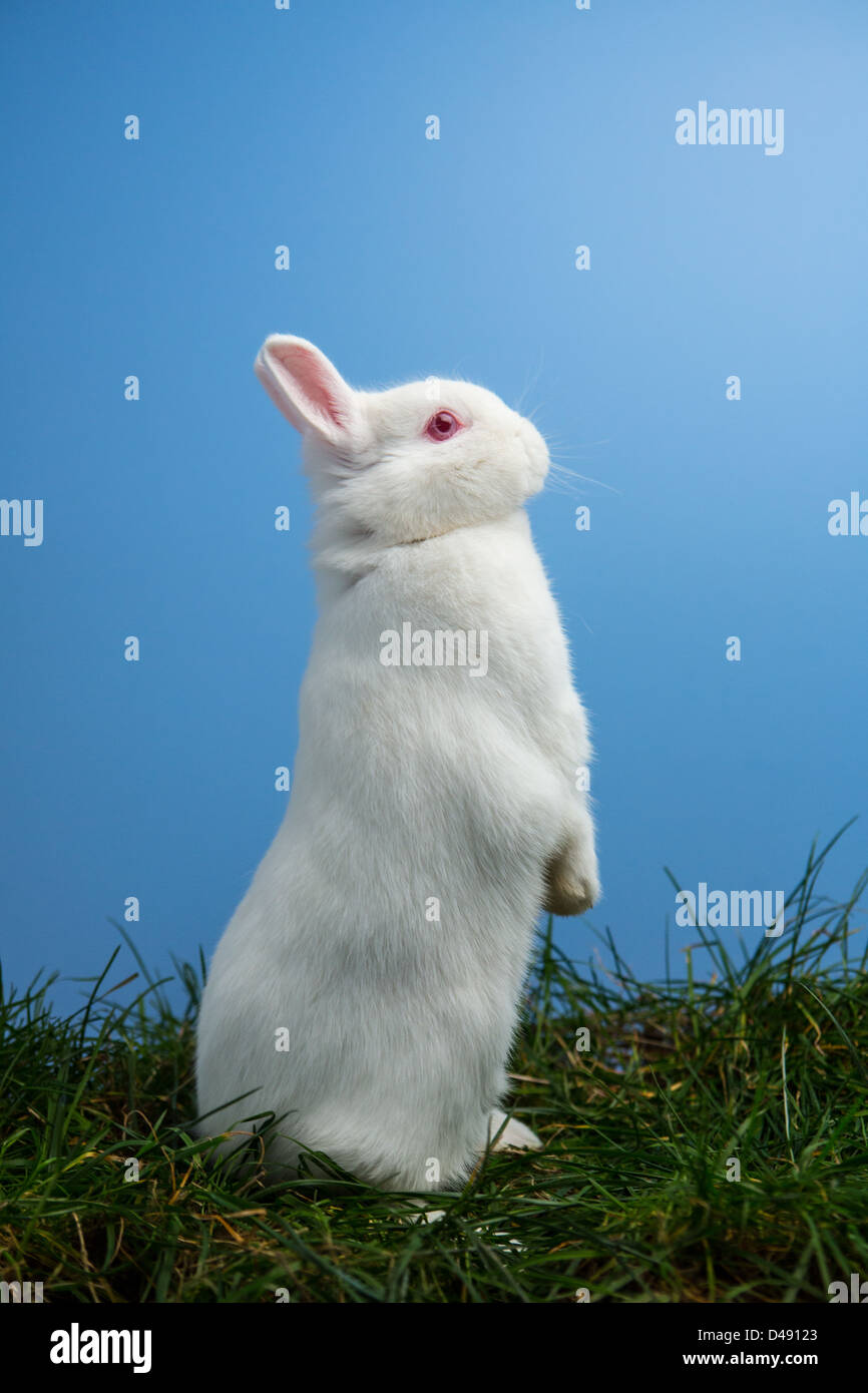 White fluffy rabbit standing up on the grass Stock Photo Alamy