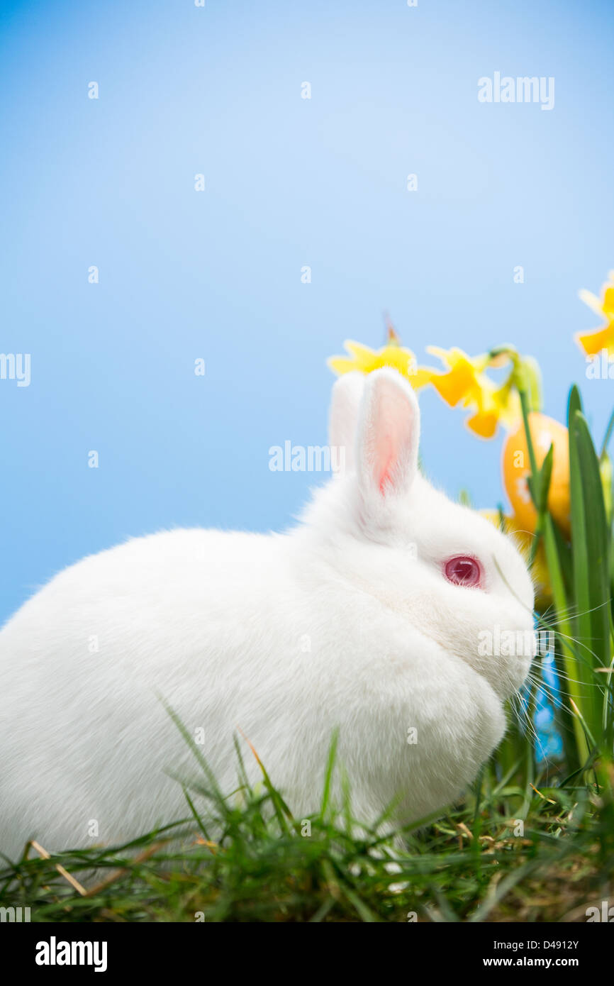 White bunny sitting beside daffodils with easter eggs Stock Photo - Alamy