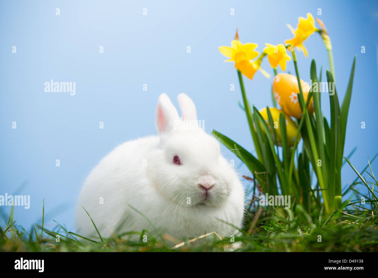 White bunny sitting beside easter eggs resting in daffodils Stock Photo ...