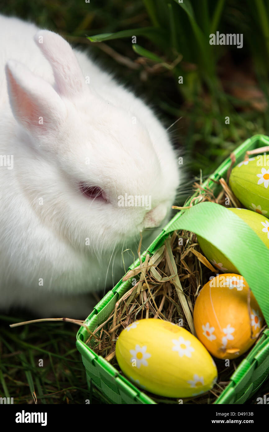 White bunny sitting beside easter eggs in green basket Stock Photo - Alamy