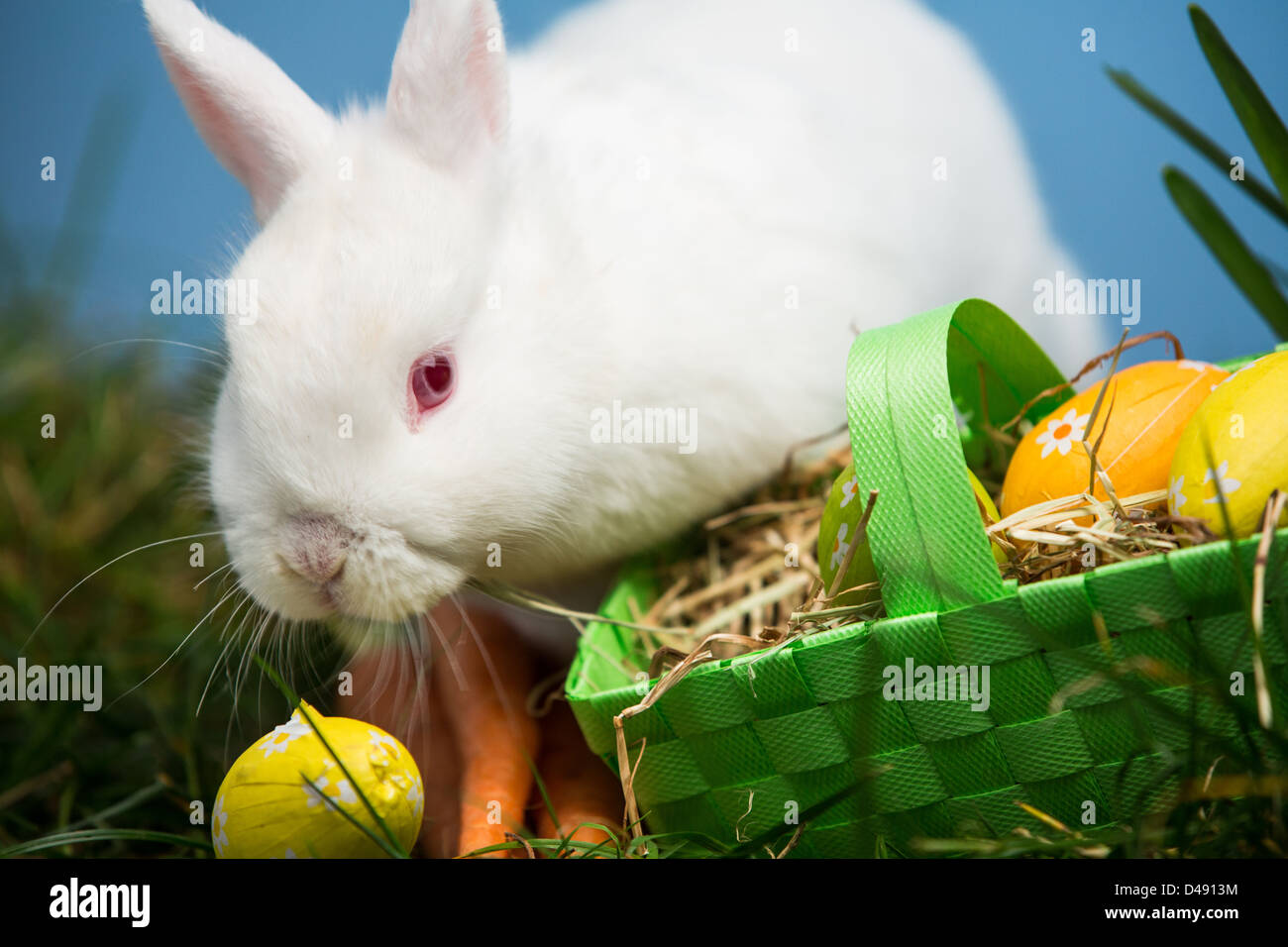 White rabbit sitting beside easter eggs in green basket Stock Photo - Alamy