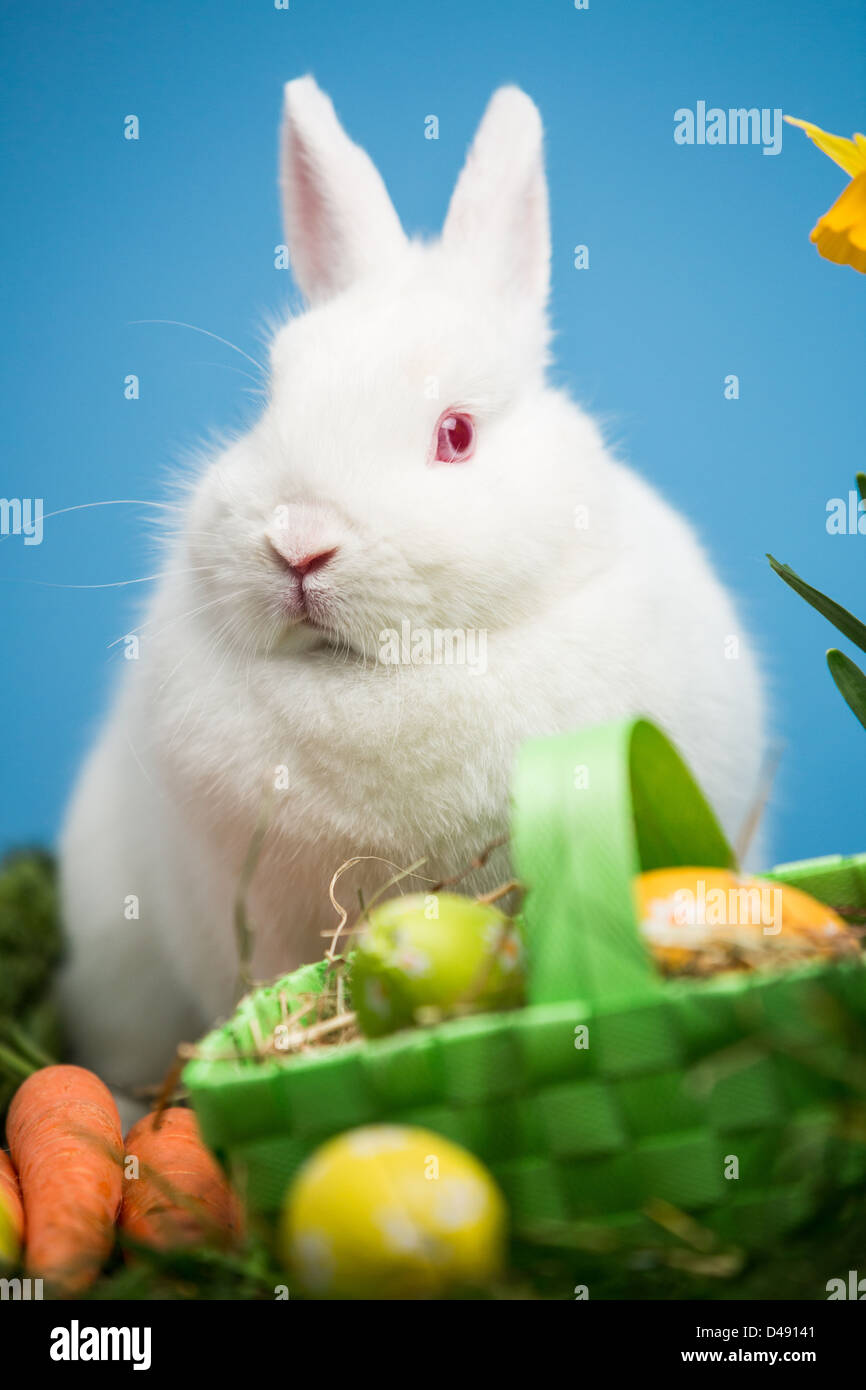 White rabbit sitting behind easter eggs in green basket Stock Photo - Alamy