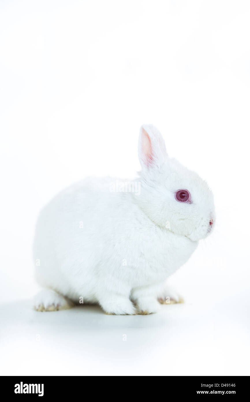 White rabbit pink eyes hires stock photography and images Alamy