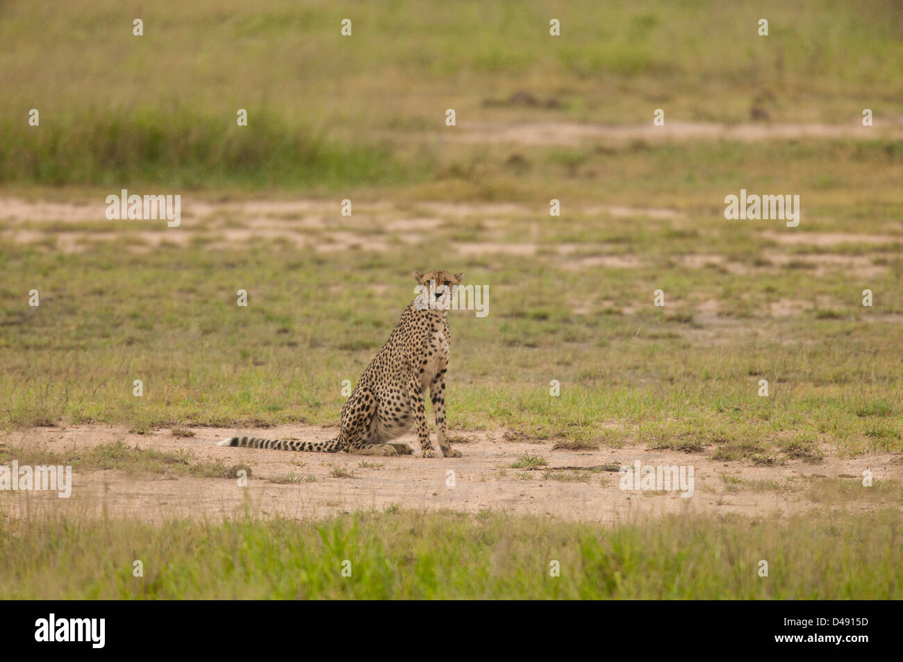 Cheetah (Acinonyx jubatus) sitting out in an open grassland space Stock Photo
