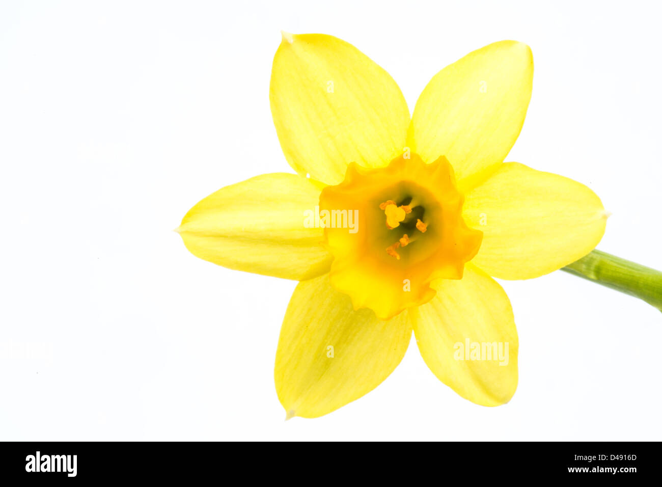 Yellow daffodil blooming with stem Stock Photo