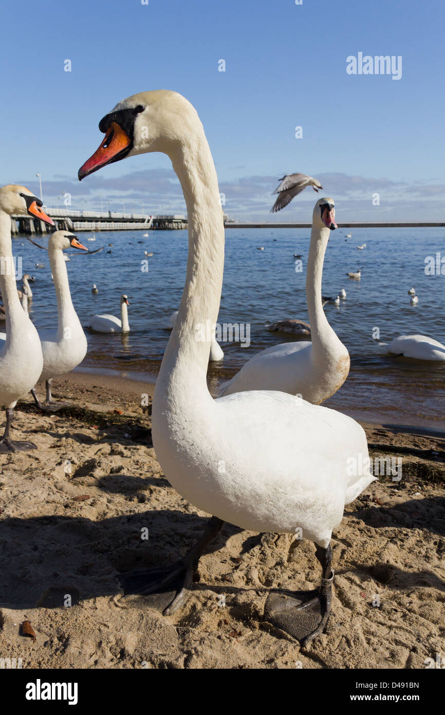 Standing mute swan on the beach in Sopot, Poland. Stock Photo