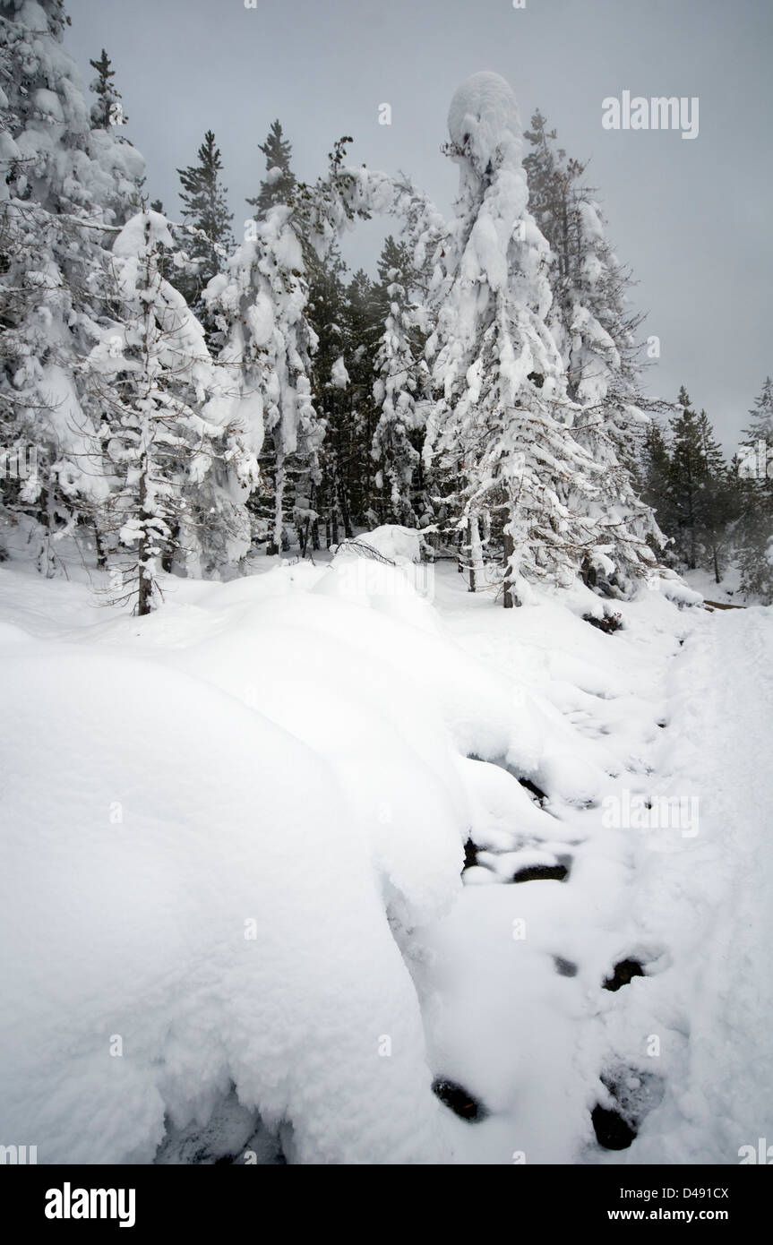 Ghost trees in Yellowstone National Park, Wyoming, United States Stock