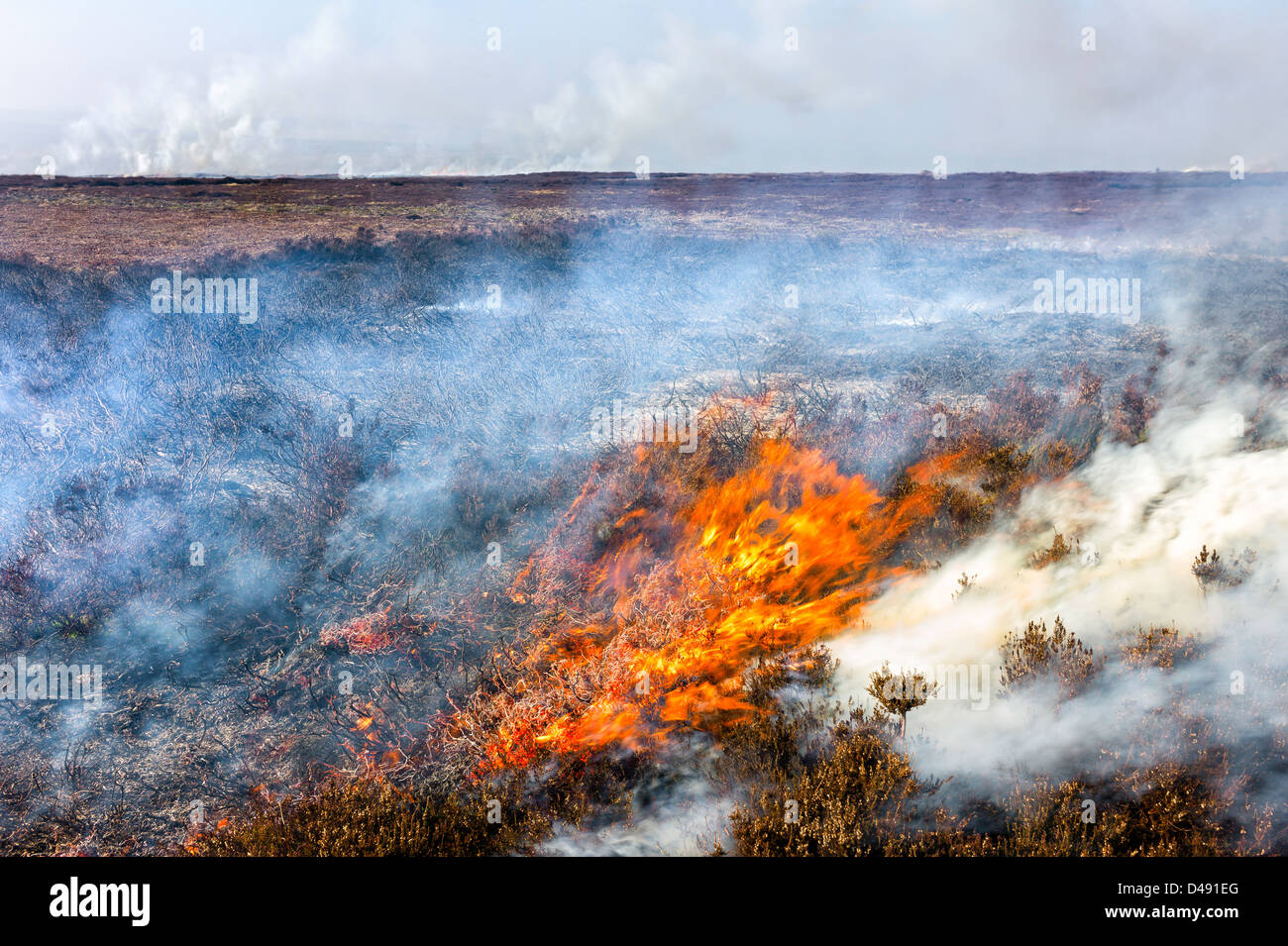 Heather set on fire to invigorate fresh growth. A strategy employed by moorland management in the North York Moors. Stock Photo