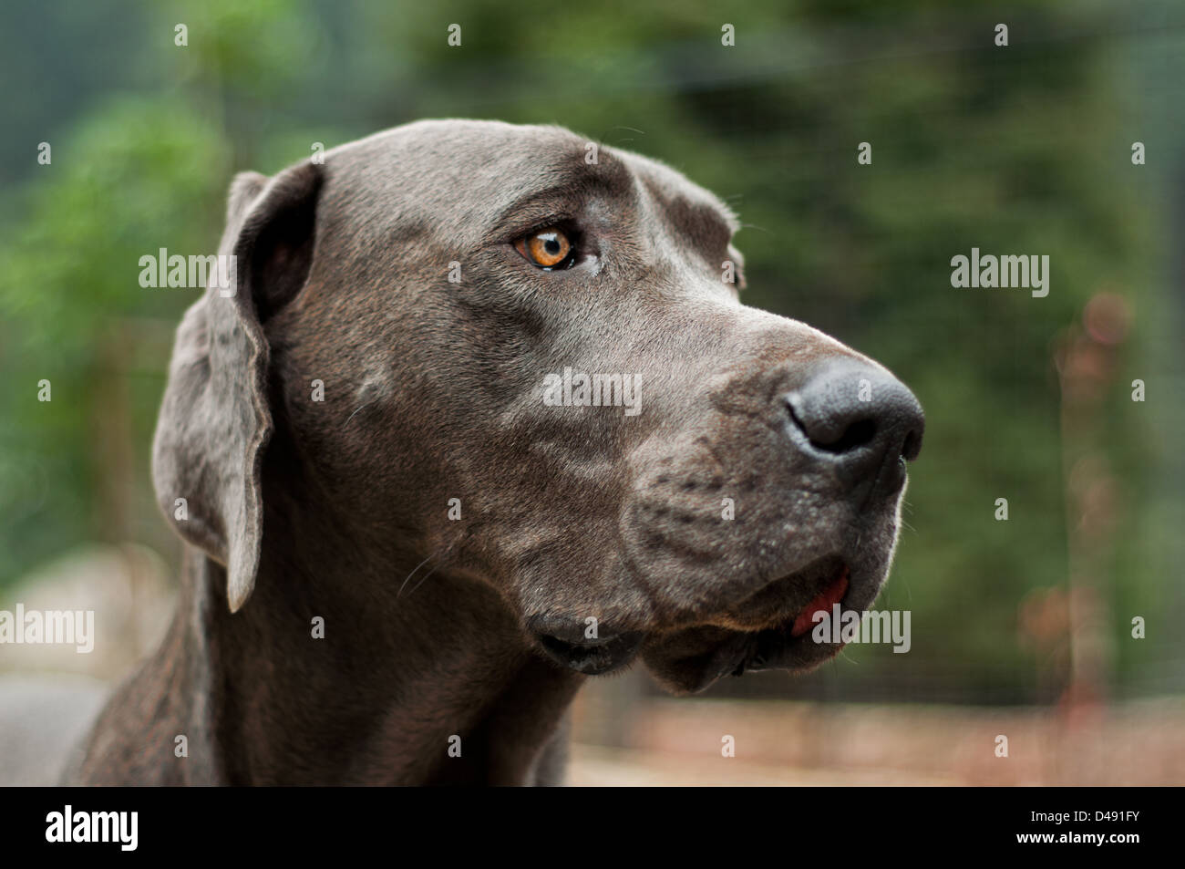 The face of a gray Great Dane. Stock Photo
