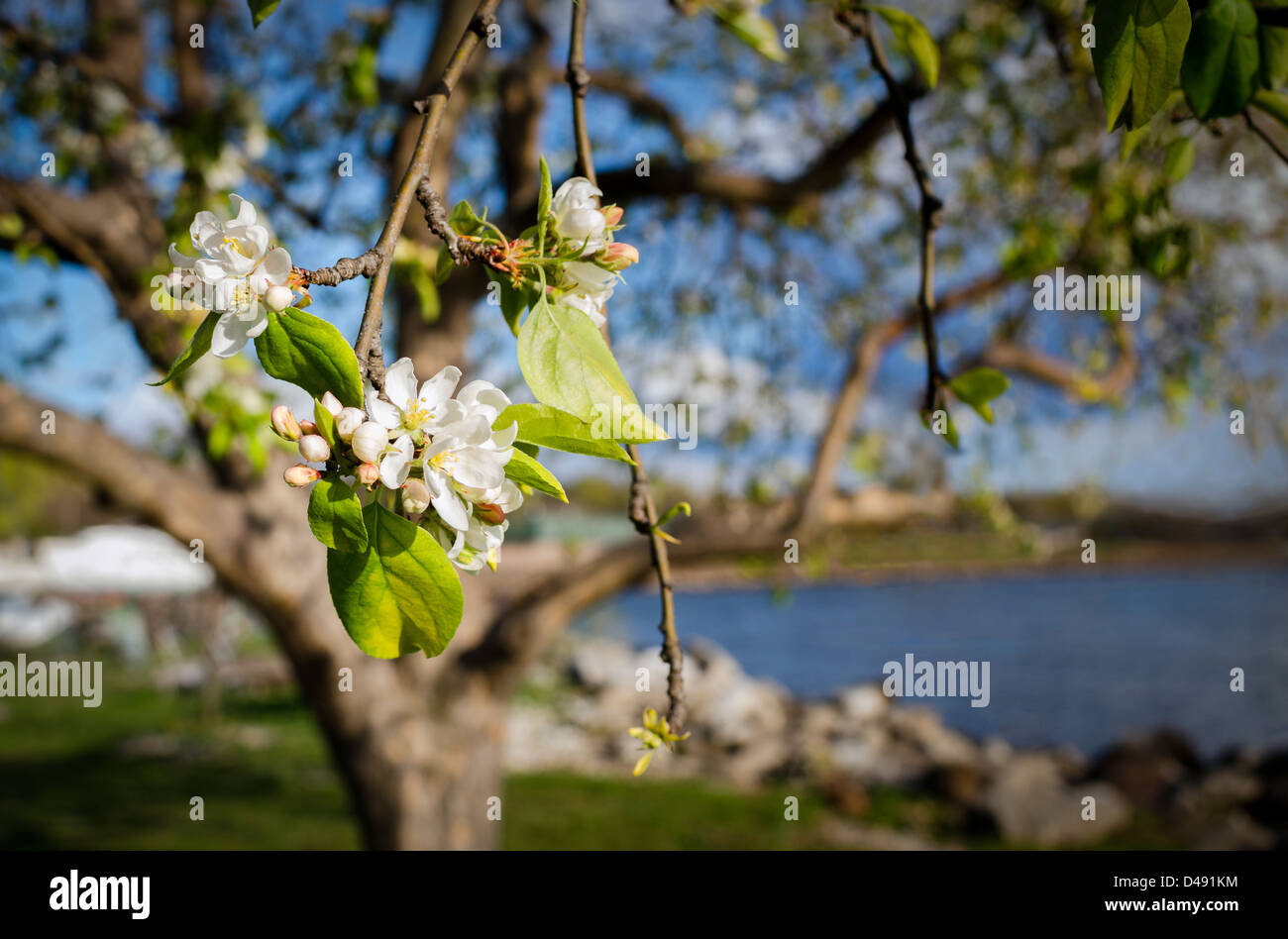 Apple blossoms in bloom on a wild apple tree Malus pumila by Hudson River. Clusters of white flowers and pink buds, Stock Photo