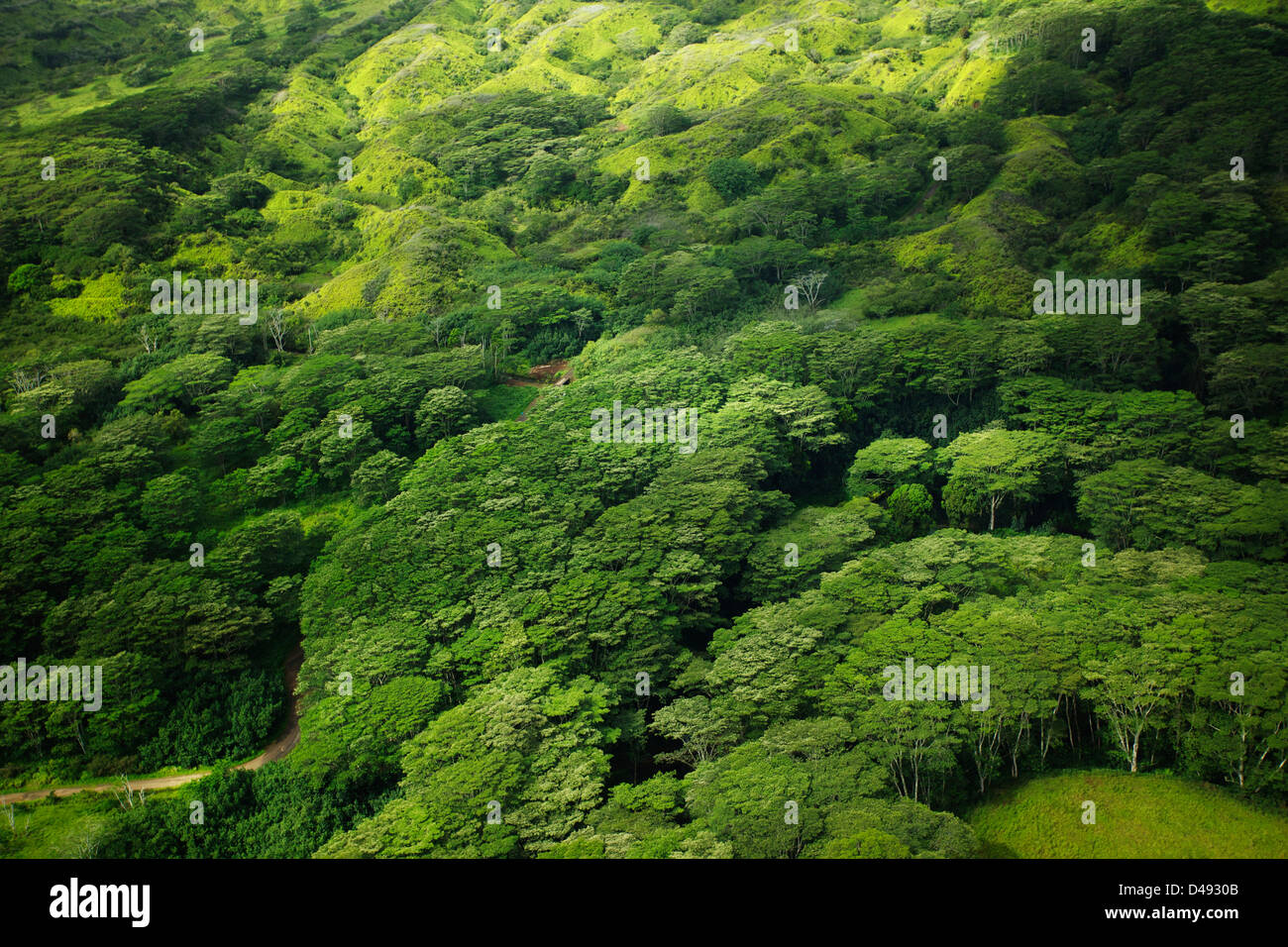 Top view lush forest green hi-res stock photography and images - Alamy