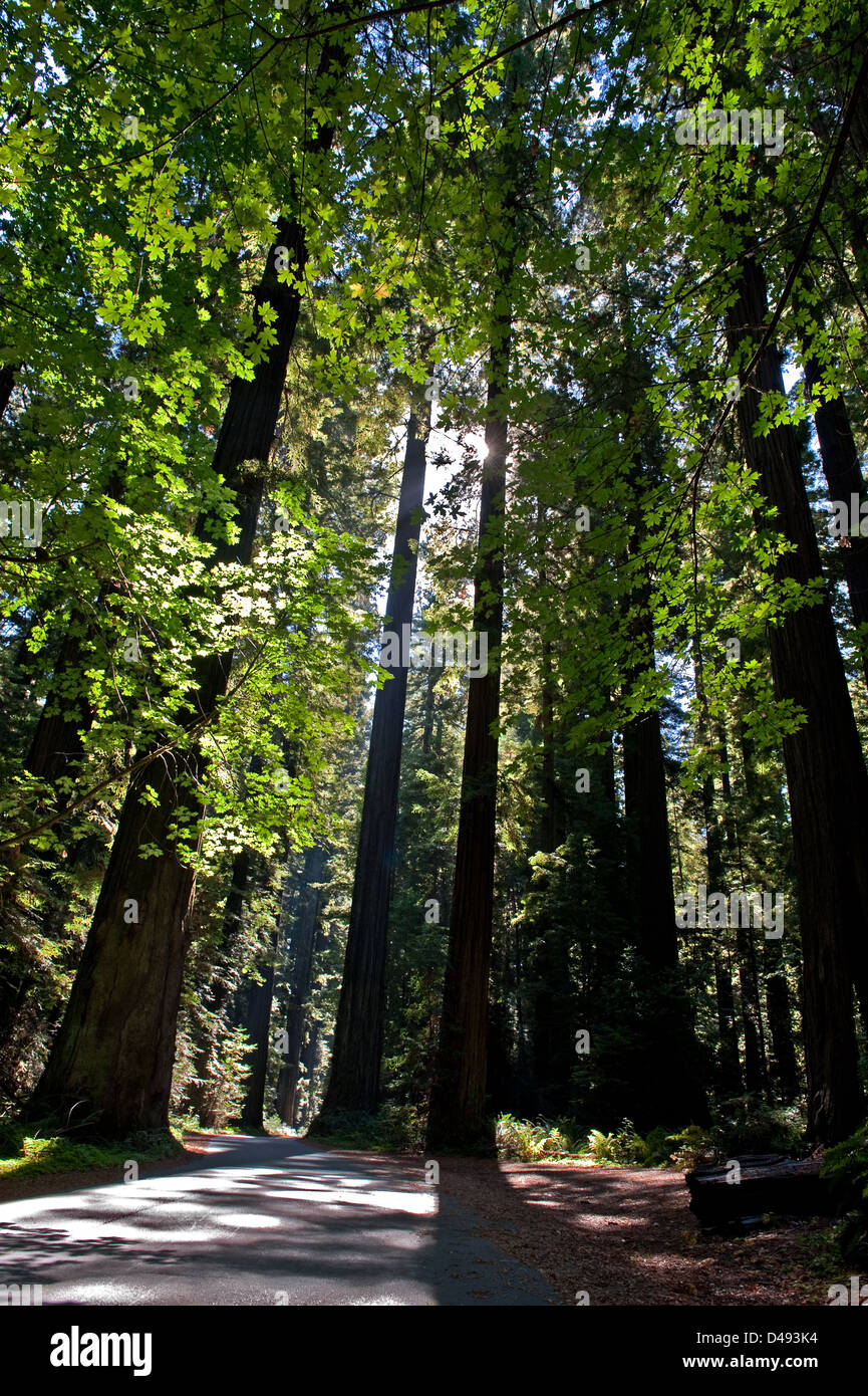 Eureka, United States, Kuestenmammutbaeume in Humboldt Redwoods State