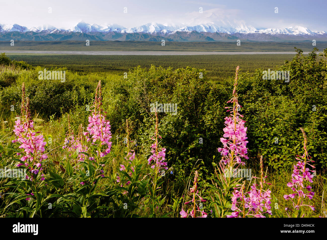 Tall Fireweed (Evening Primrose) and Mt. McKinley (Denali Mountain) from the west side of Denali National Park, Alaska, USA Stock Photo