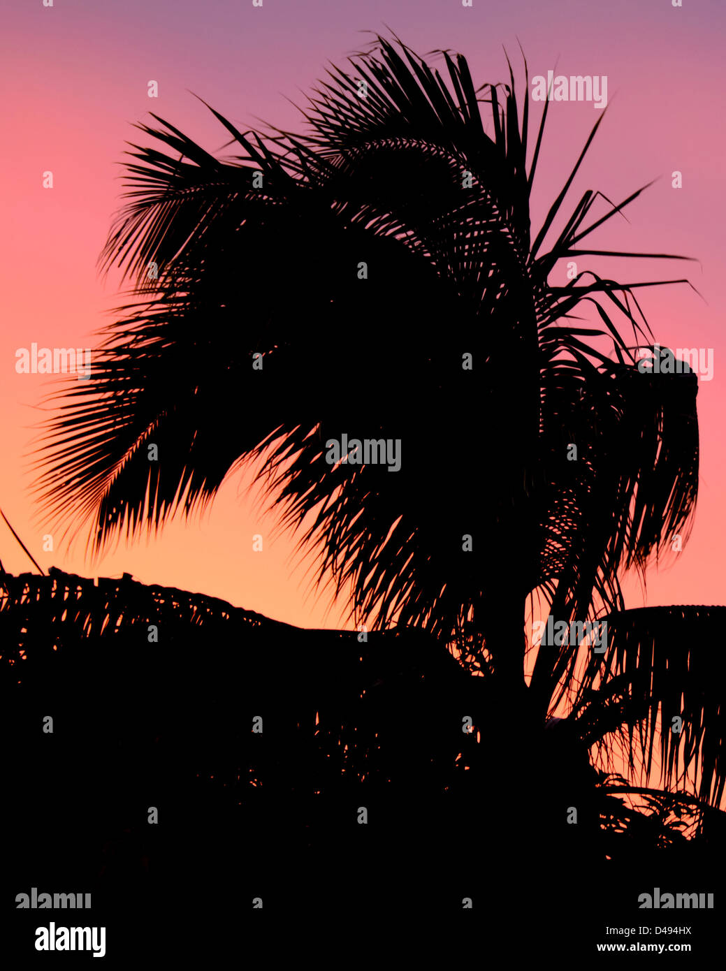 Palm trees silhouetted against beautiful sunset hi-res stock ...