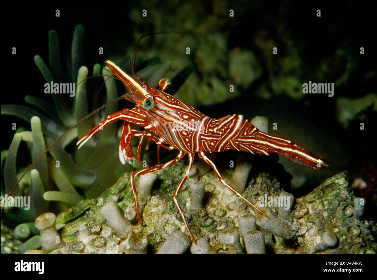 Dancing shrimp, camelback shrimp, Rhynchocinetes durbanensis,  Crustacea Stock Photo