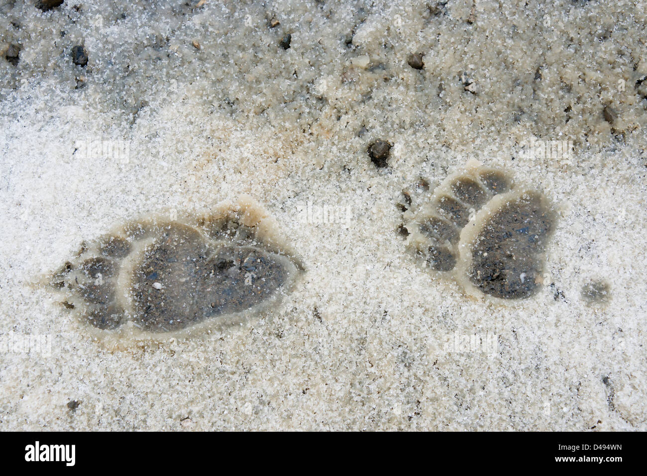 picture Black Bear Tracks In Deep Snow https www alamy com stock photo bear paw prints in snow in denali national parkalaska united states 54291153 html