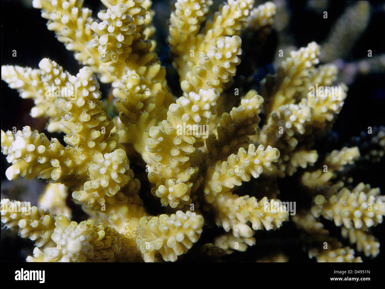 Acropora millepora, hard coral, Indo-pacific Ocean, Cnidaria Stock Photo