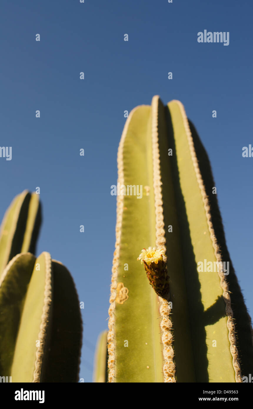 Cactus Flower;Aguascalientes Aguascalientes Mexico Stock Photo