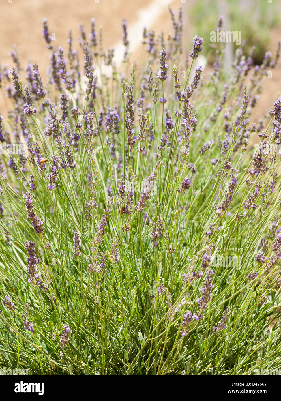 Lavender farm in Palisade, Colorado. Stock Photo