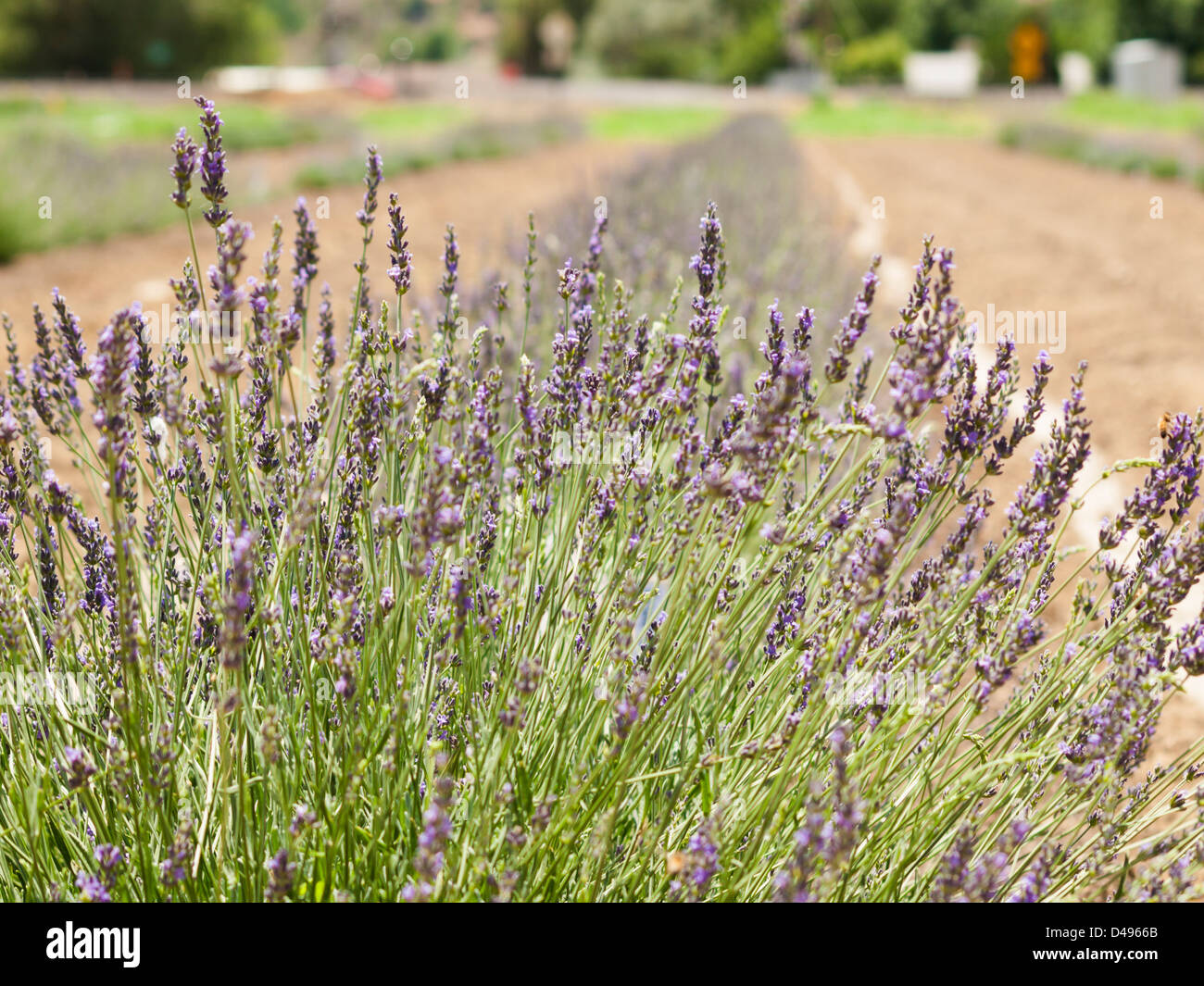Lavender farm in Palisade, Colorado Stock Photo Alamy