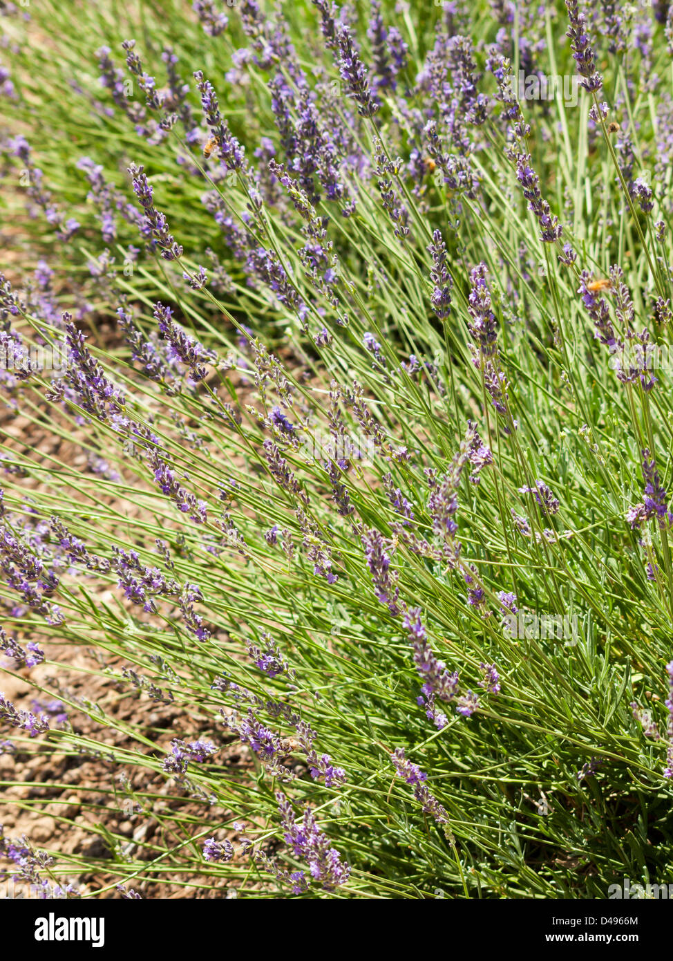 Lavender farm in Palisade, Colorado Stock Photo Alamy