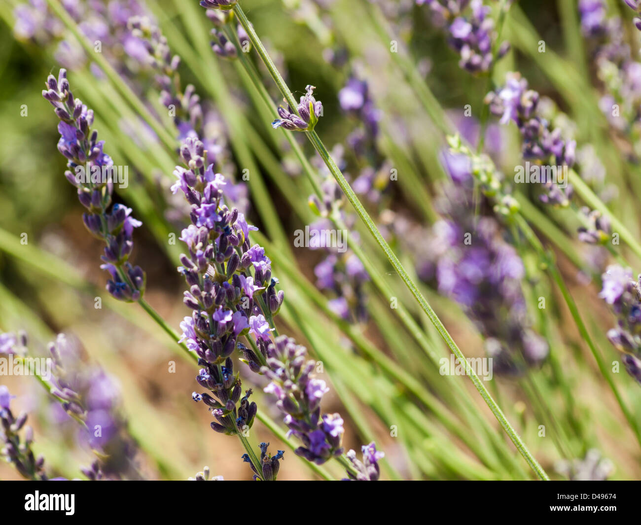 Lavender farm in Palisade, Colorado Stock Photo Alamy