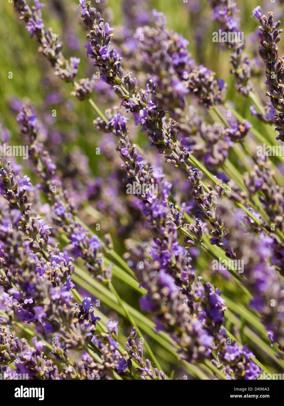 Lavender farm in Palisade, Colorado. Stock Photo