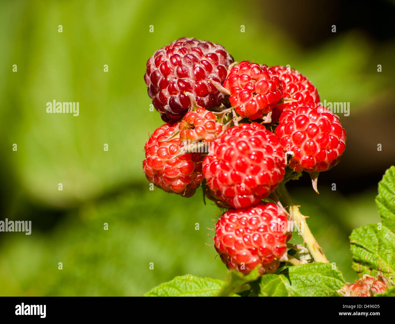Black raspberry growing in the graden Stock Photo Alamy