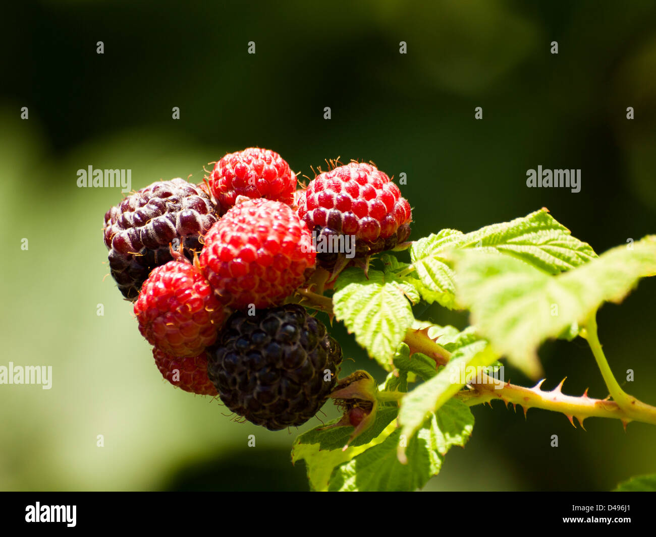 Black raspberry growing in the graden Stock Photo Alamy