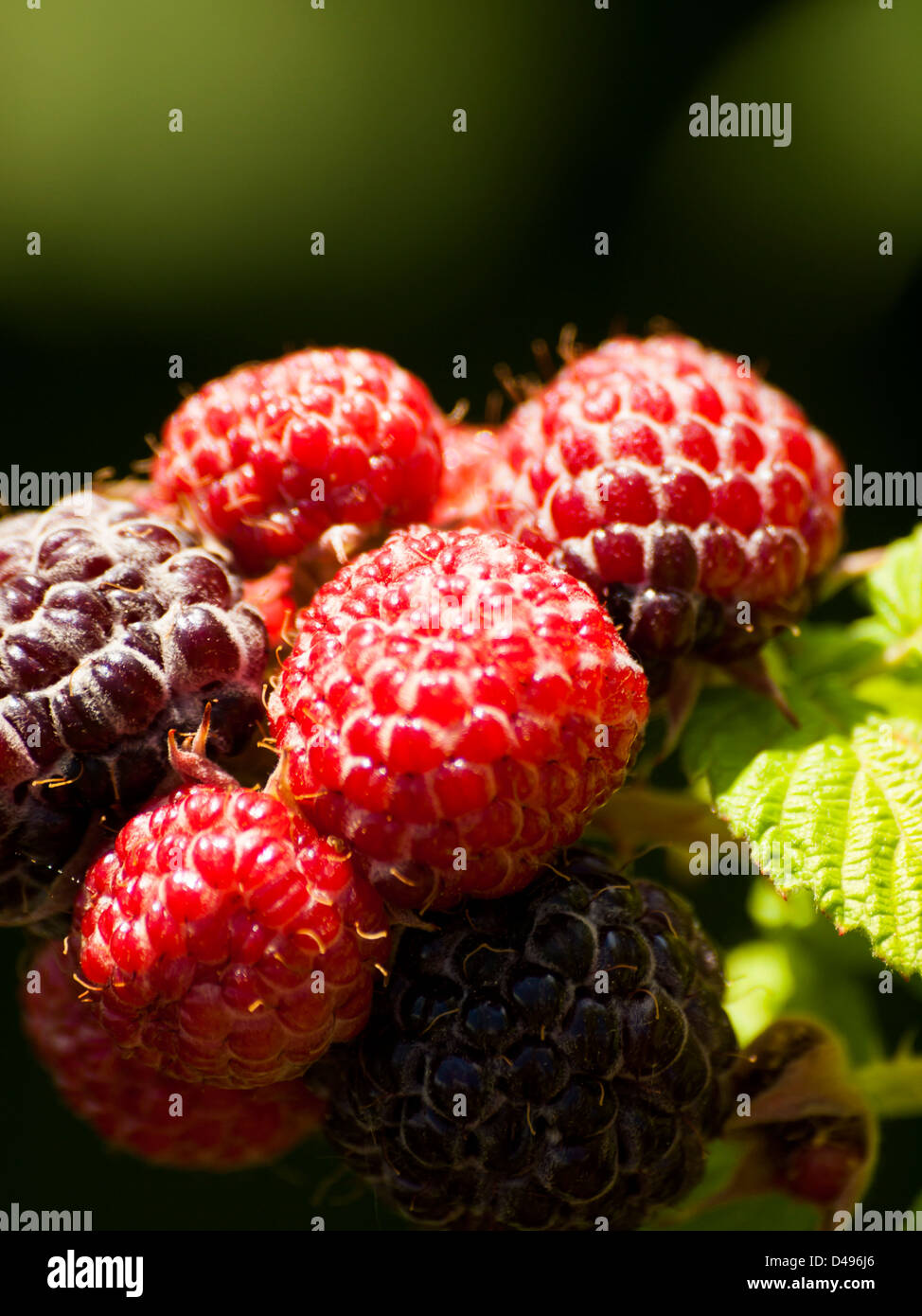 Black raspberry growing in the graden Stock Photo Alamy