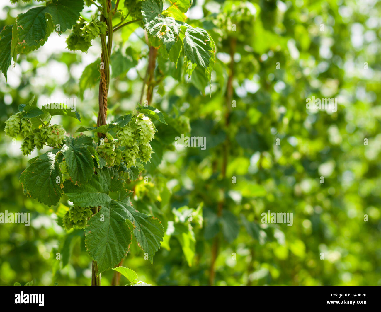 Hops farm in Palisade, Colorado. Hops are used primarily as a flavoring