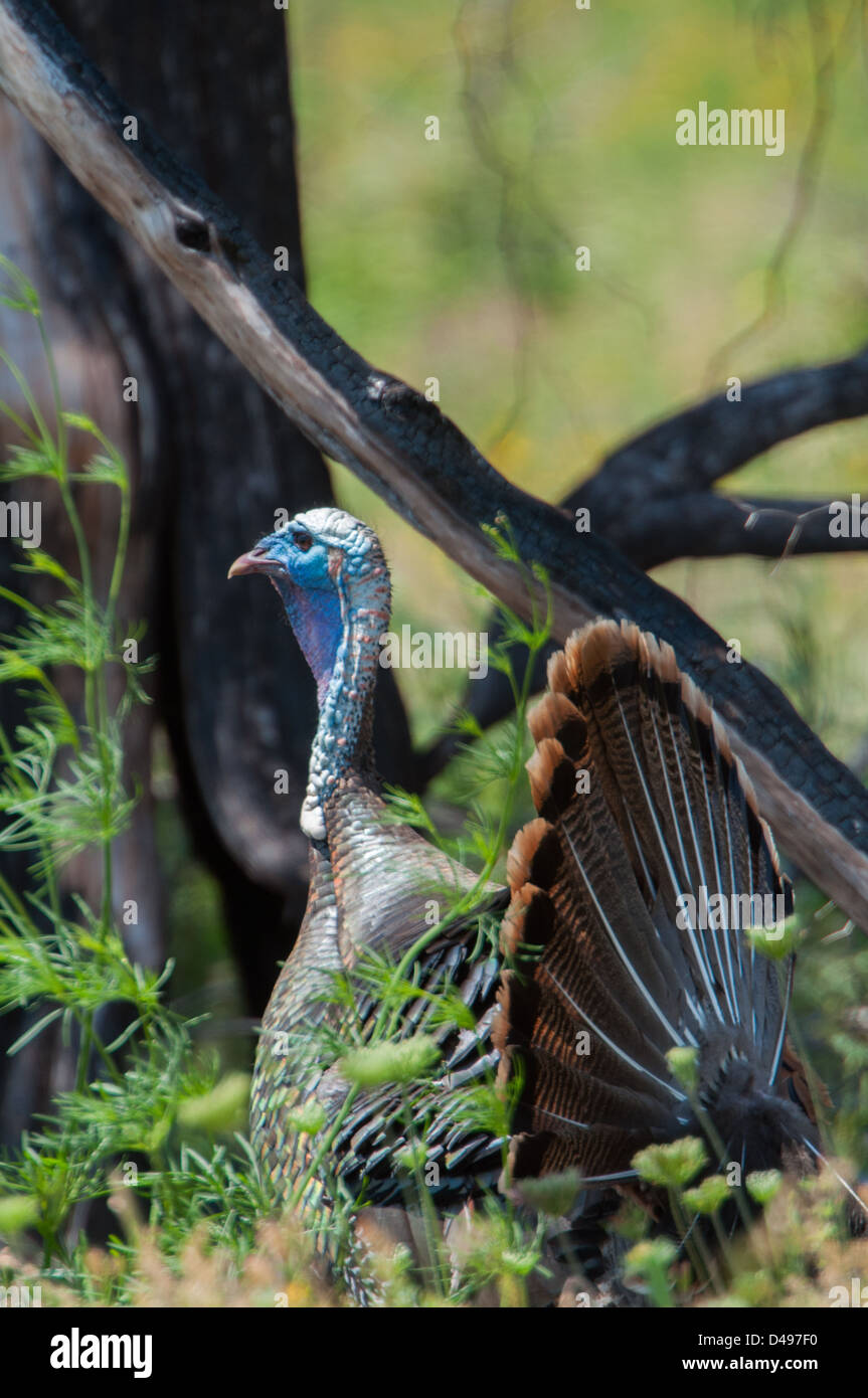 A male wild turkey displaying his tail feathers Stock Photo