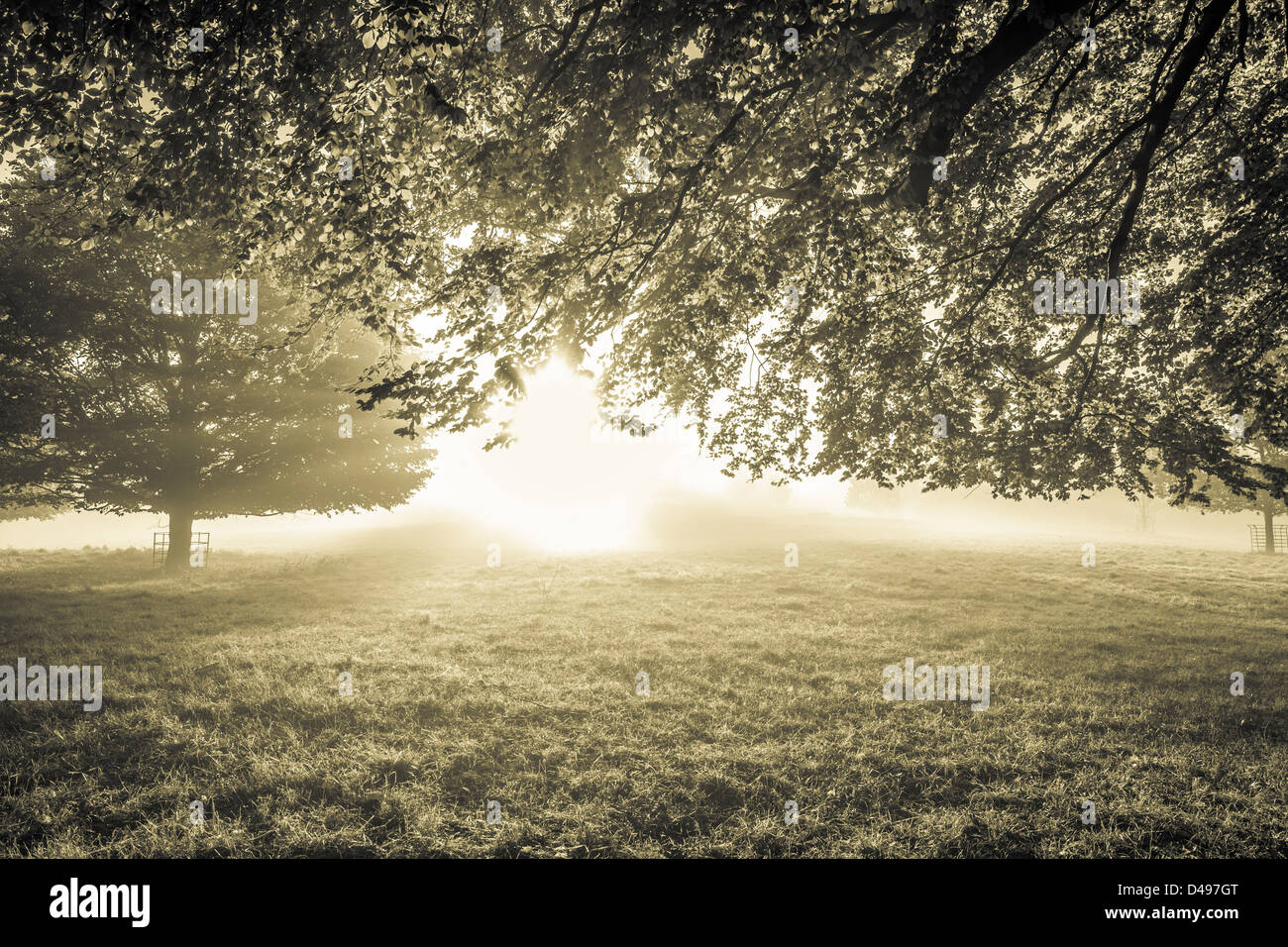 Misty morning at Studley Royal Park near Ripon, North Yorkshire. Stock Photo