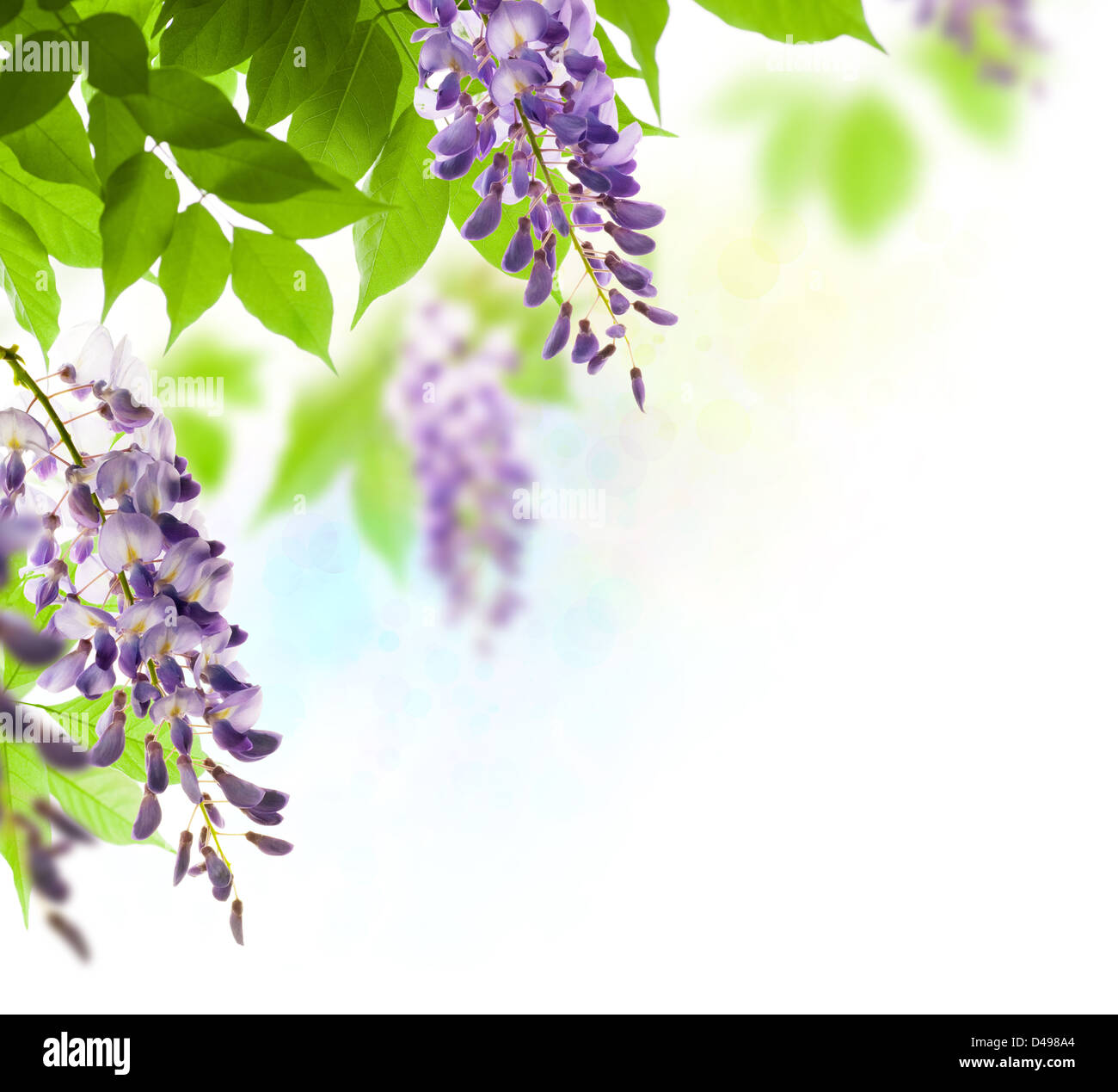 green leaves border for an angle of page over a white background - wisteria leaf Stock Photo