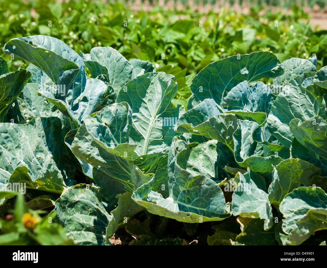 Broccoli growing in the garden Stock Photo Alamy