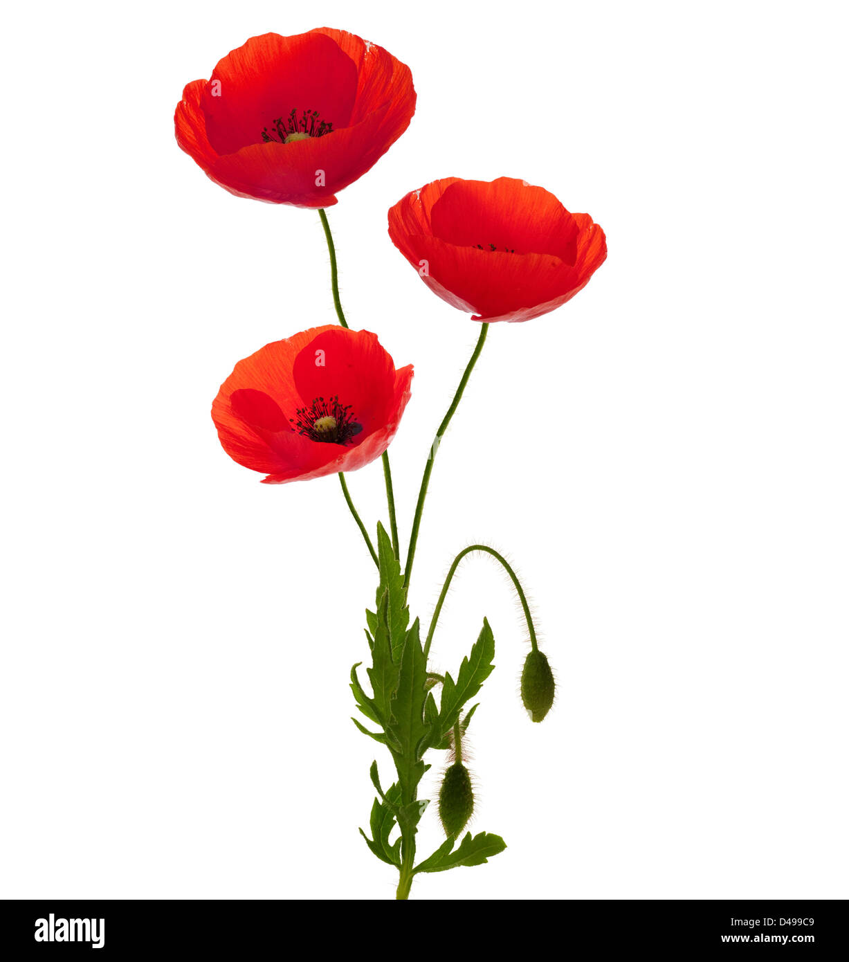 3 poppies bouquet over white background, entire plant with green foliage and red petals Stock Photo