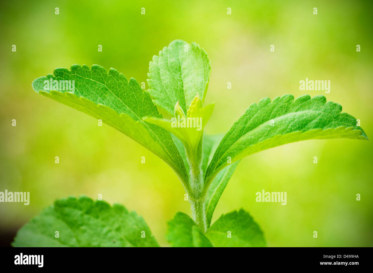 stevia rebaudiana branch close up over a green background Stock Photo