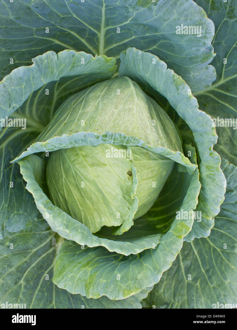 White cabbage head in a field Stock Photo Alamy